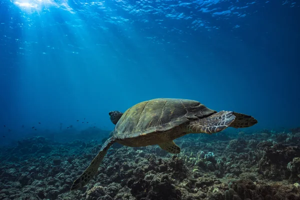 Teknősbéka a víz alatti víz felszín közelében — Stock Fotó
