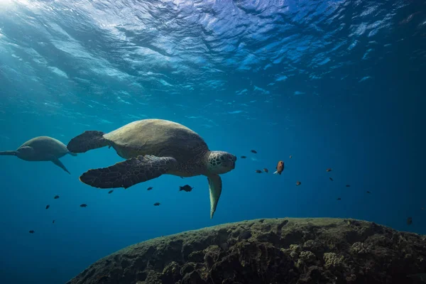 Kaplumbağalar sualtı su yüzeye yakın — Stok fotoğraf