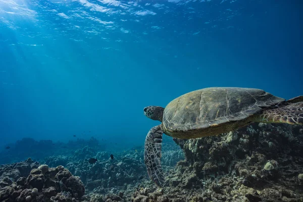 Sköldpadda under vattnet nära vattenytan — Stockfoto