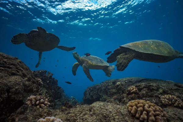 Tortugas bajo el agua cerca de la superficie del agua — Foto de Stock