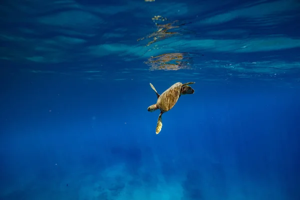 Schildkröte im blauen Ozean — Stockfoto