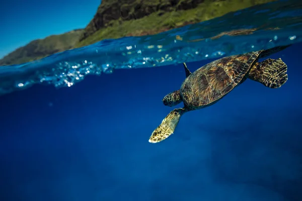Turtle in blauwe oceaan — Stockfoto
