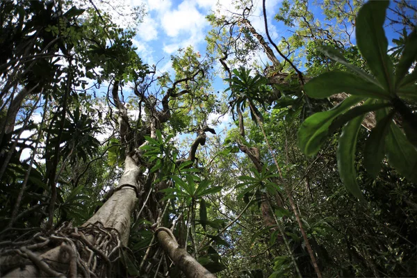 Zielonych drzew w jungle Las — Zdjęcie stockowe