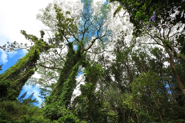 Zielonych drzew w jungle Las — Zdjęcie stockowe