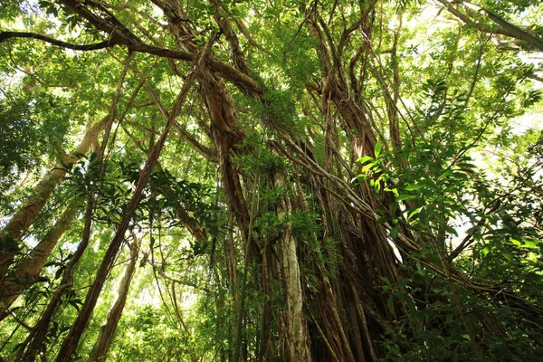 Ogromne drzewo w jungle Las — Zdjęcie stockowe