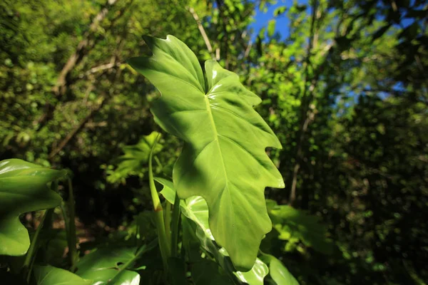 Zelené rostliny v lese džungle — Stock fotografie