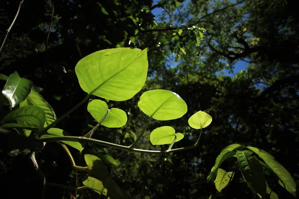 Zelené rostliny v lese džungle — Stock fotografie