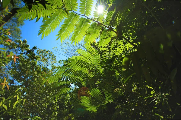 Zielona roślina w jungle Las — Zdjęcie stockowe