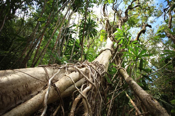 Ogromne drzewo w jungle Las — Zdjęcie stockowe