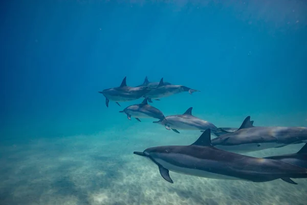 Delfini selvatici sott'acqua — Foto Stock