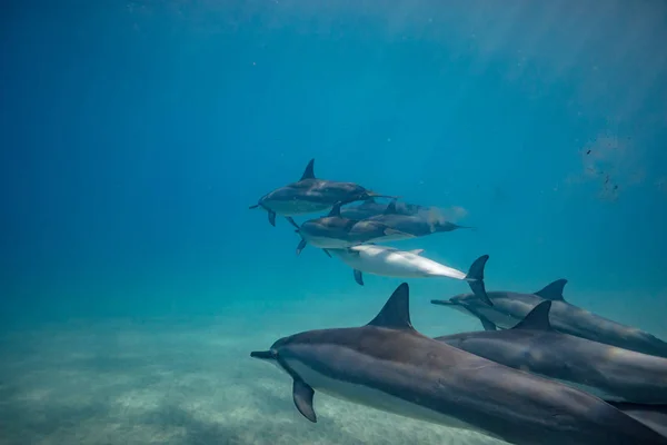 Wilde dolfijnen onder water — Stockfoto