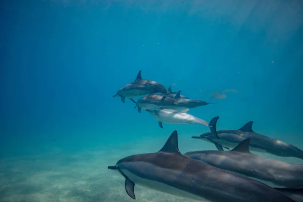 Wild dolphins underwater — Stock Photo, Image