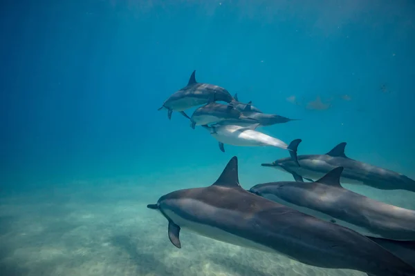 Wilde Delfine unter Wasser — Stockfoto
