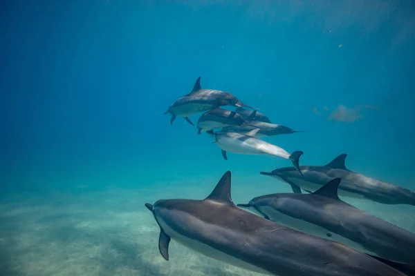 Wilde dolfijnen onder water — Stockfoto