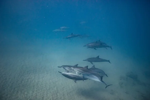 Dauphins sauvages sous l'eau — Photo