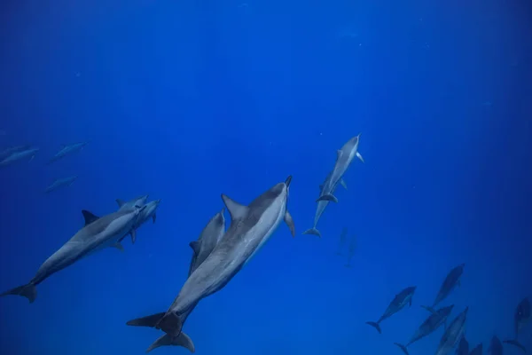 Delfines nadando bajo el agua — Foto de Stock