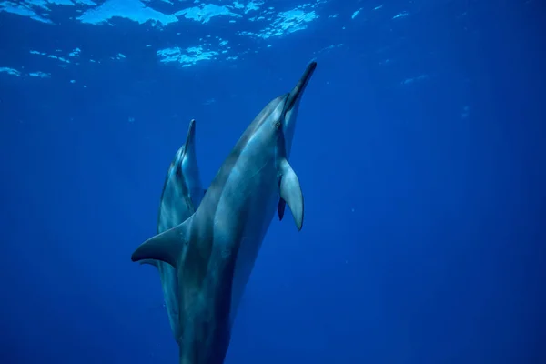 Δελφίνια κολύμπι υποβρύχια — Φωτογραφία Αρχείου