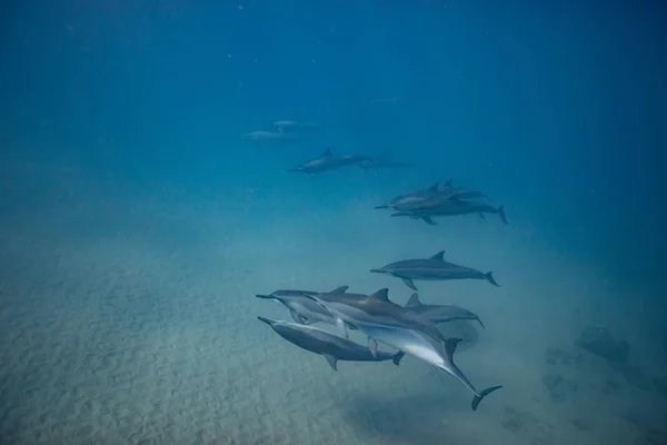 Wilde Delfine unter Wasser — Stockfoto