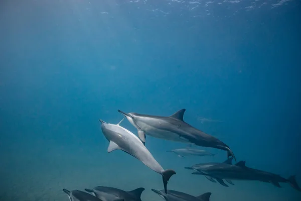 Wild dolphins underwater — Stock Photo, Image