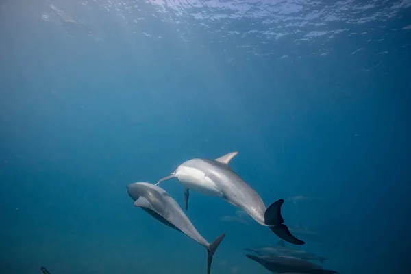 Golfinhos selvagens subaquáticos — Fotografia de Stock