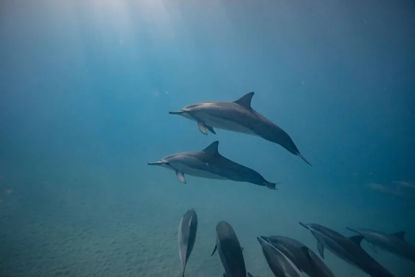 Wild dolphins underwater — Stock Photo, Image