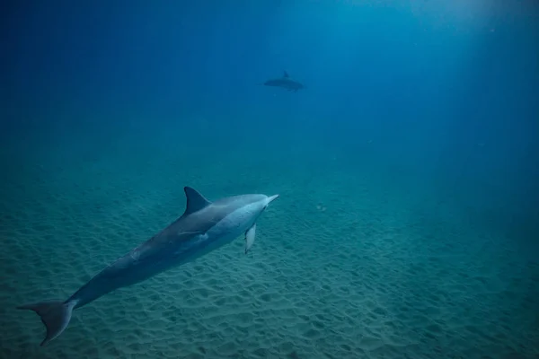 Дикий дельфин под водой — стоковое фото