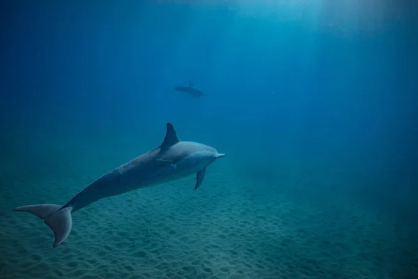 Wilder Delfin unter Wasser — Stockfoto