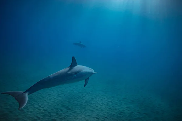 Vadon élő delfin víz alatti — Stock Fotó