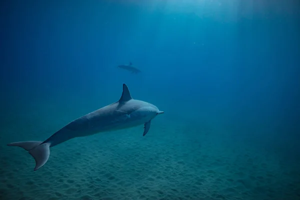 Wilder Delfin unter Wasser — Stockfoto