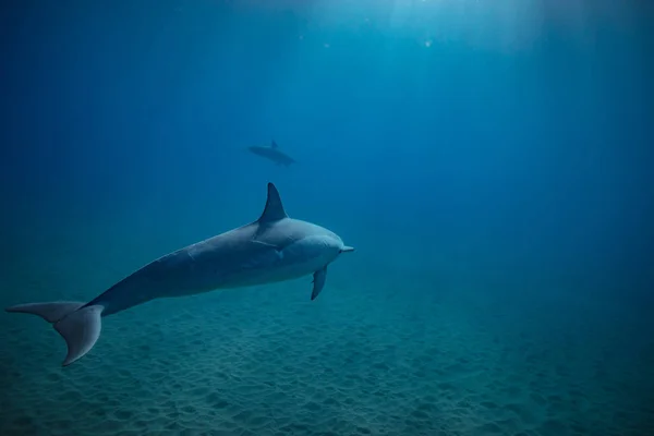 Wilder Delfin unter Wasser — Stockfoto