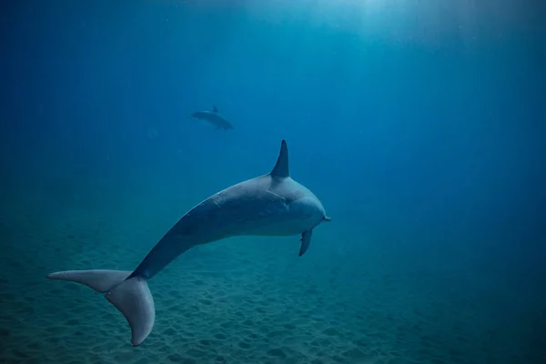 Divoké delfíny pod vodou — Stock fotografie