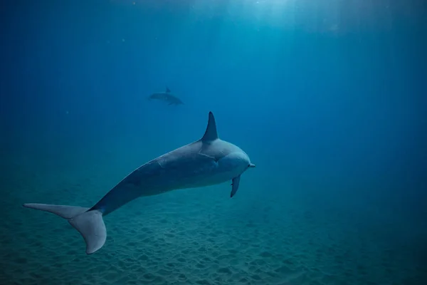 Άγριο δελφίνι υποβρύχια — Φωτογραφία Αρχείου