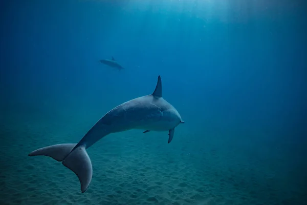 Divoké delfíny pod vodou — Stock fotografie