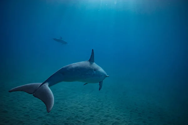 Wild dolphin underwater — Stock Photo, Image