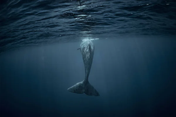 Ogon wieloryba w Oceanie Atlantyckim — Zdjęcie stockowe