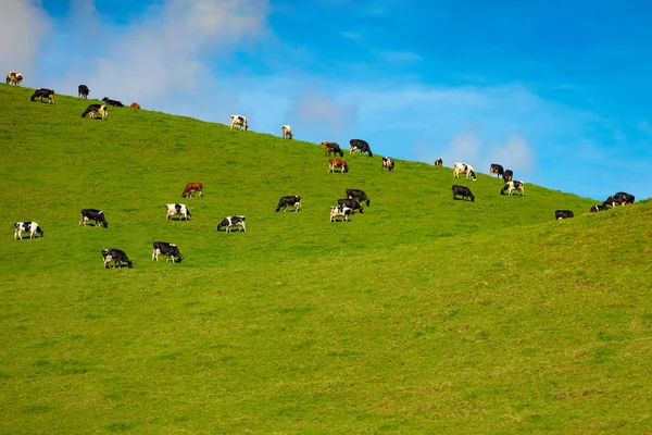 Cows in a pasture on green hills — Stock Photo, Image