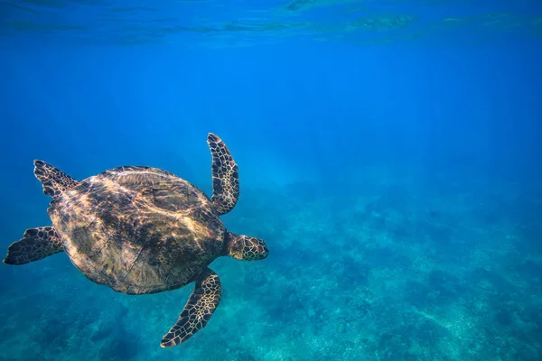 Черепаха в голубом океане — стоковое фото