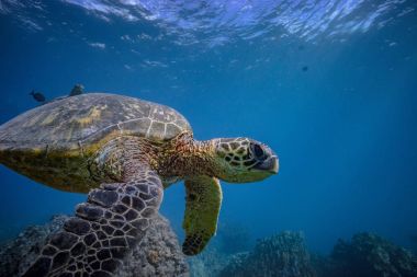  Mavi okyanusta turtle 