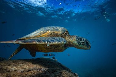  Mavi okyanusta turtle 