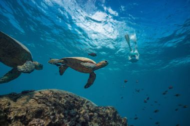  turtle in blue ocean  clipart