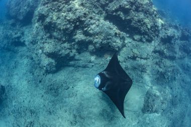 Siyah mantaray su altında