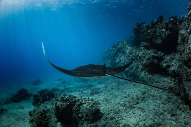 Siyah mantaray su altında