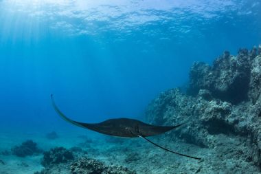 Siyah mantaray su altında