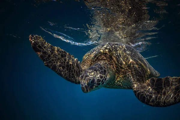 푸른 바다에 거북이 — 스톡 사진