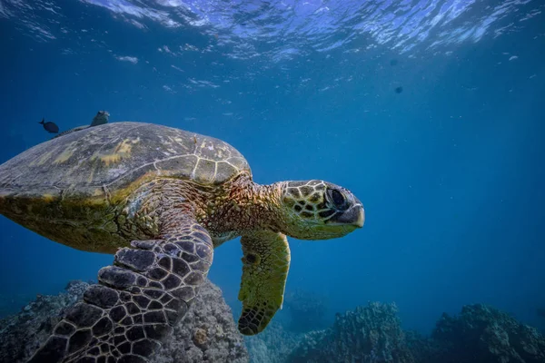 Schildkröte im blauen Ozean — Stockfoto