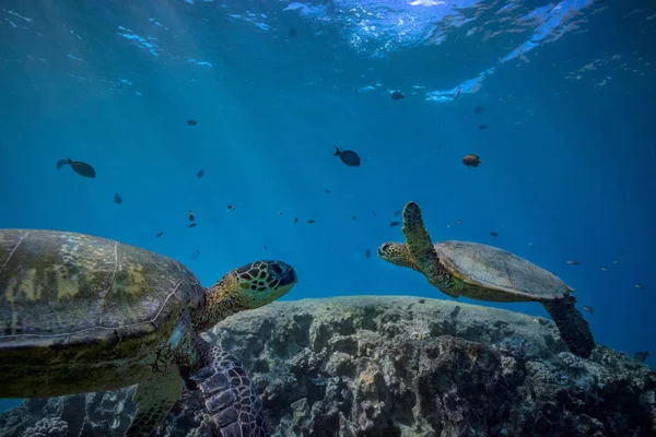 Żółwie w niebieski ocean woda — Zdjęcie stockowe