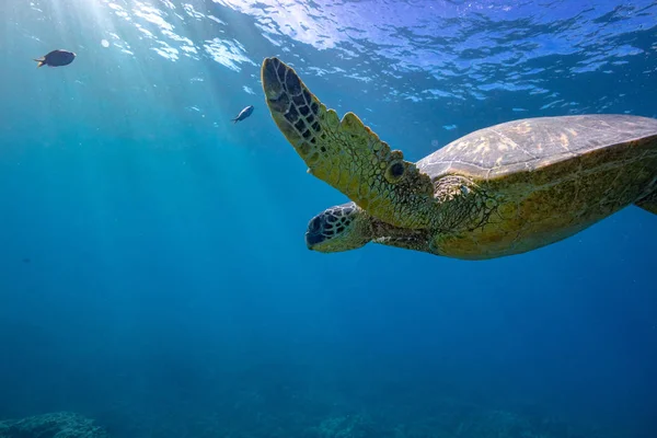 Черепаха в голубой воде океана — стоковое фото