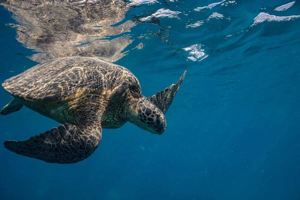 Tartaruga subaquática perto da superfície da água — Fotografia de Stock