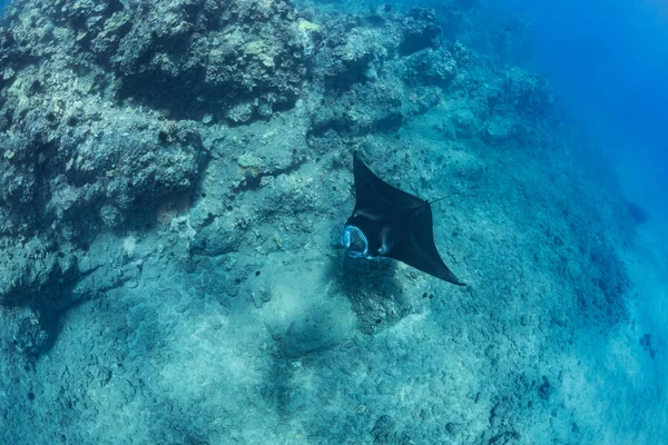 Black mantaray underwater — Stock Photo, Image