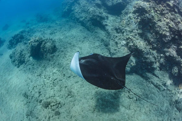 Black mantaray underwater — Stock Photo, Image